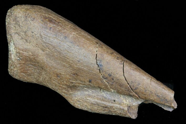 Partial Struthiomimus Hand Claw - Montana #72532